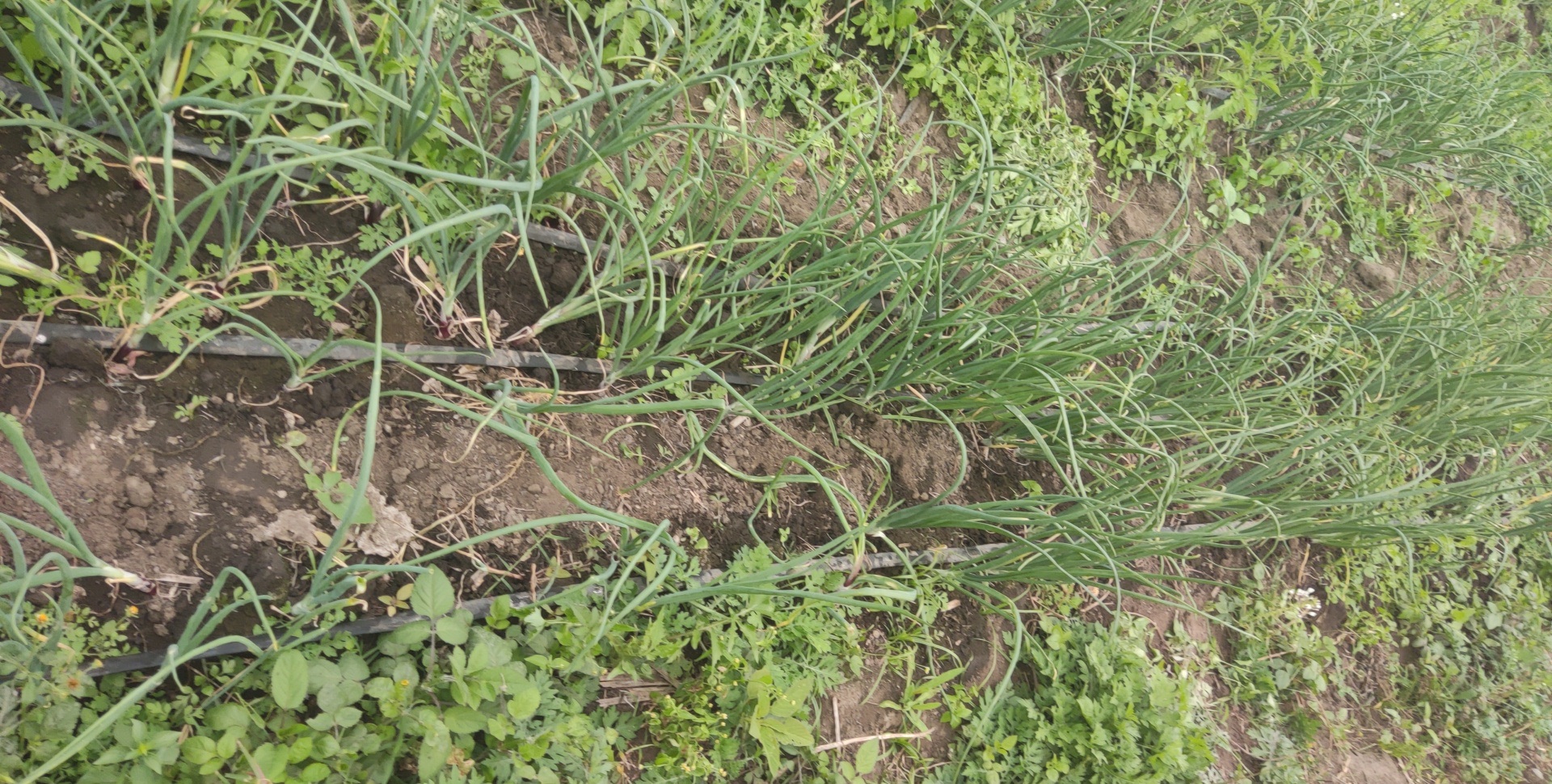 Economic Empowerment